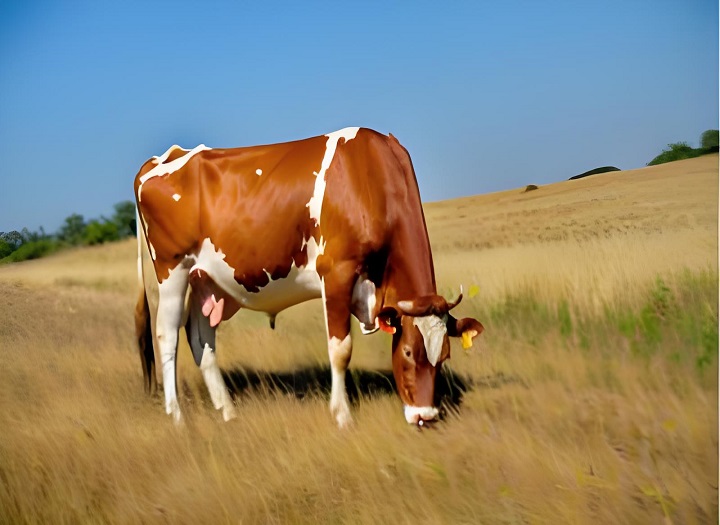 Combien de temps une vache enceinte peut-elle être détectée avec le kit de test rapide de grossesse bovin?