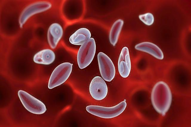Comprendre l'infection à toxoplasma gondii chez les chats et les chiens: symptômes, diagnostic et traitement