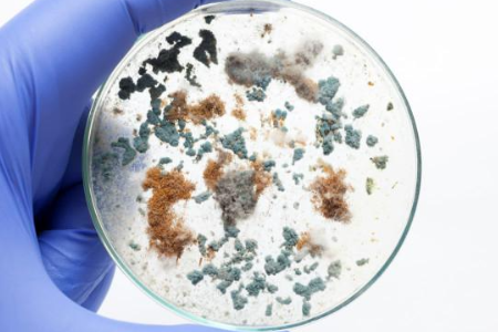 Assurer une culture microbienne fiable avec un bouillon de soja trypticase par Baibo Biotechnology: un choix préféré pour les laboratoires mondiaux