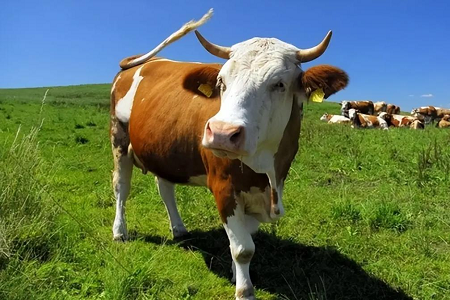 Révolution de la détection de la grossesse bovine: kit de test rapide de la fluorescence de Babio