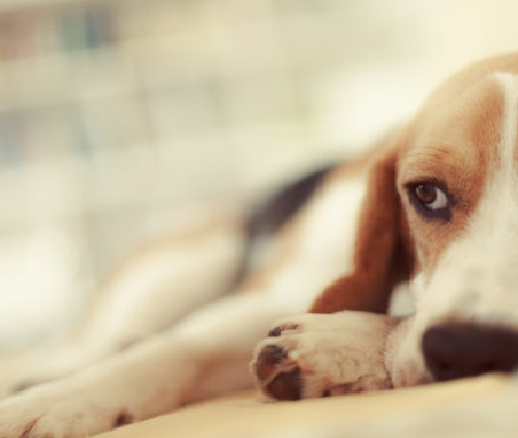 Test de grossesse précis à domicile pour les chiens: le kit de test de Babio Canine Relaxin (RLN) offre des résultats rapides