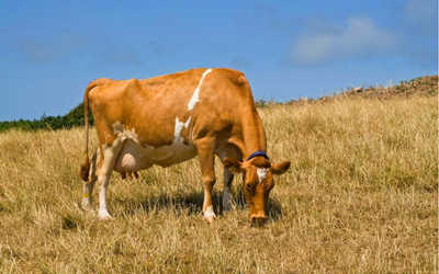 Révolution de la détection de la grossesse bovine avec le kit de test rapide de la fluorescence de Babio