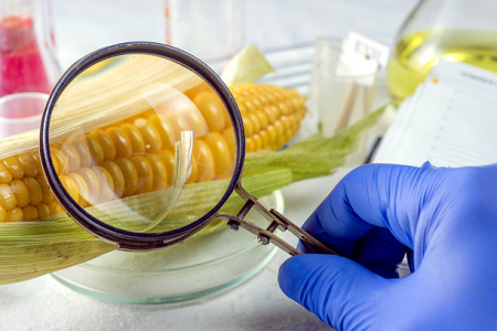L'ochratoxine de Babio une cassette de test rapide - assurer la sécurité alimentaire mondiale