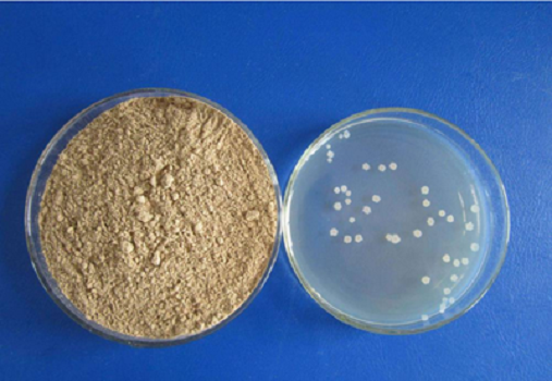 Granule LB Medium (Lennox) par Babio: Médias de culture de haute qualité pour la recherche E. Coli