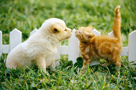 Lance le kit de test d'antigène Toxoplasma gondii fiable (Toxo AG) pour la santé des animaux de compagnie
