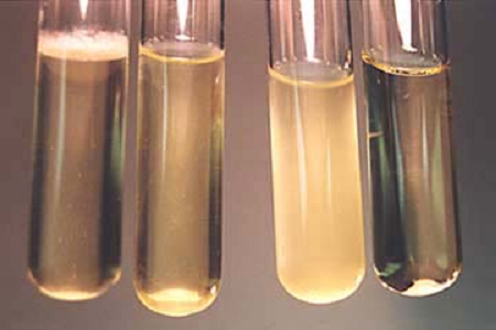 Babio lance un bouillon d'infusion cerveau-cœur haute performance pour les laboratoires mondiaux de microbiologie