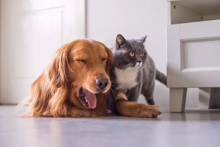 BABIO étend sa gamme de tests vétérinaires rapides pour la santé mondiale des animaux de compagnie