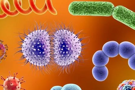 BABIO lance un milieu d'enrichissement pour Salmonella Shigella pour un transport fiable des agents pathogènes entériques