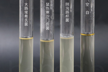 Babio Biotechnology lance un bouillon d'infusion cerveau-cœur haute performance pour une culture microbienne fiable