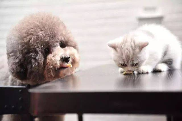 Kit de test rapide FPV Ag pour la détection du virus pestilentiel félin