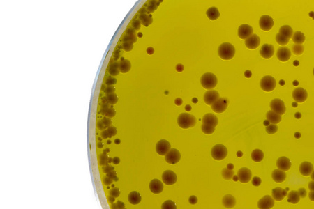 Le bouillon BABIO Mueller-Hinton permet des tests fiables de sensibilité aux antimicrobiens