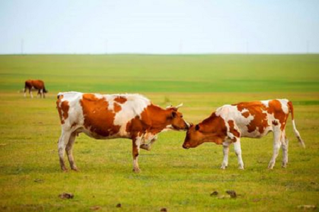 BABIO présente un test rapide avancé de grossesse bovine pour une gestion moderne des troupeaux de bovins