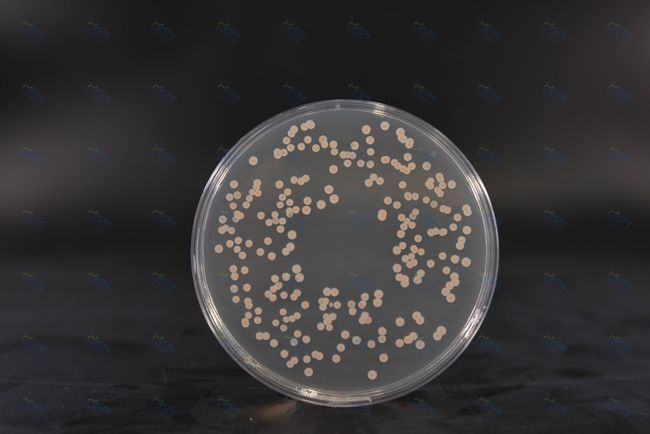 Le milieu de culture BABIO SDA permet une culture fongique et des tests microbiologiques fiables
